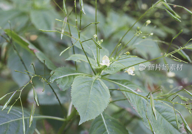 小香脂（Impatiens parviflora）